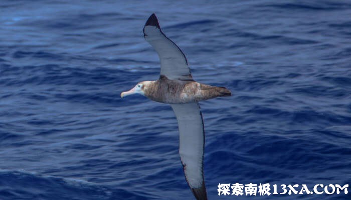 Seabirds_of_the_Drake_Passage_crossing_to_the_Antarctic_Peninsula.Wandering_Albatross_Diomedea_exulans._25369795203.jpg