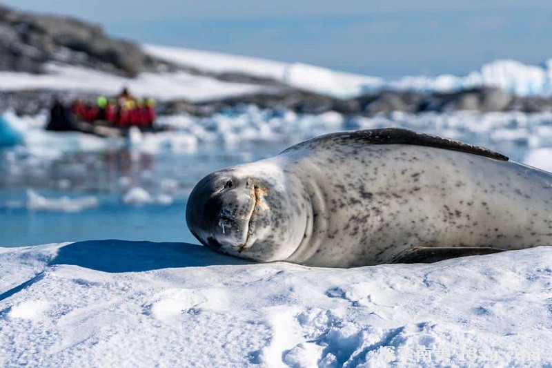 Sleeping-Crabeater-Seal.jpg