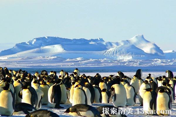 Antarctic-Life.jpg