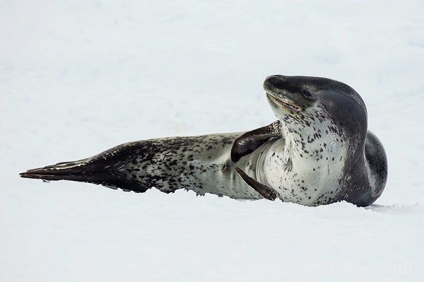 Leopard-Seal.jpg